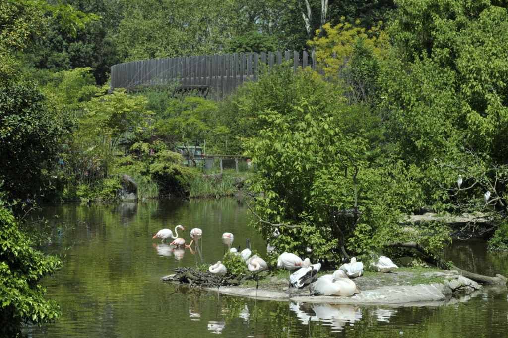 Parc de la Tête d'or / Flamants roses