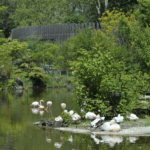 Parc de la Tête d'or / Flamants roses