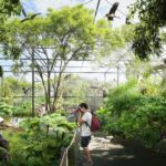 La forêt asiatique du Parc de la Tête d'Or