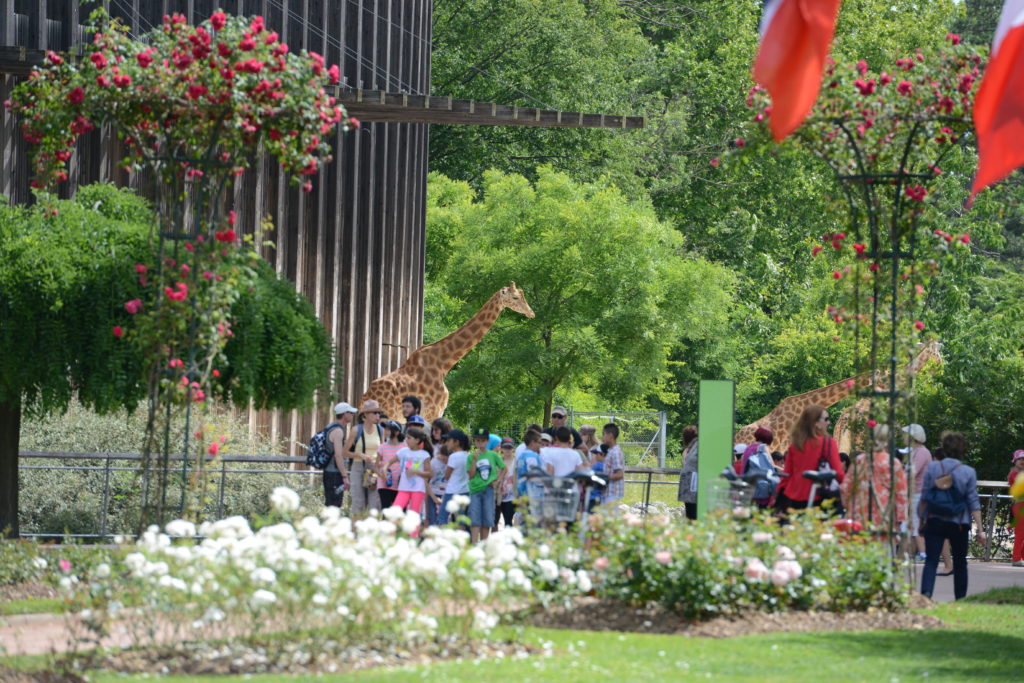 Parc de la Tête d'or / Girafes