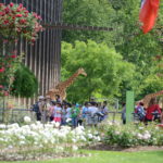 Parc de la Tête d'or / Girafes