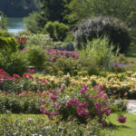Parc de la Tête d'or / Roseraie