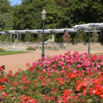 Parc de la Tête d'or / Roseraie