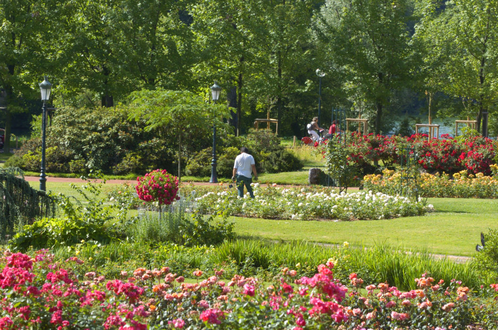 Parc de la Tête d'or / Roseraie