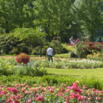 Parc de la Tête d'or / Roseraie