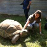 Touroparc.zoo, tortue géante