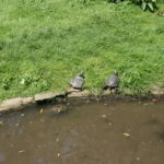 Touroparc.zoo, tortues