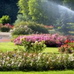 Vue générale / Parc de la Tête d'or / Roseraie