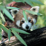 Le Pal / Le Panda Roux