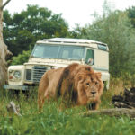 Le Pal / Lion d'Asie