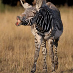 Le Pal / Le Zèbre de Grevy
