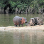 Le PAL / bébé hippopotame