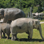 Le Pal / Les éléphants d'Asie