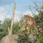 Le PAL / Les Tigres de sumatra