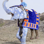 Charles Fréger / Painted Elephant