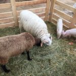 Marché Autrement à Lyon : moutons