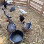 Marché Autrement à Lyon : poules