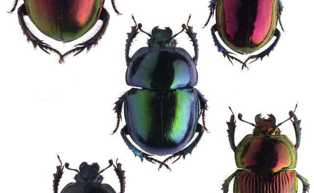 Musée des Confluences : Coléoptères, insectes extraordinaires 