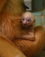 Zoo de Lyon : seconde naissance dans la famille des Gibbons