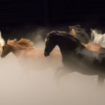 Théâtre équestre Zingaro | Les Nuits de Fourvière