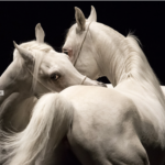 Théâtre équestre Zingaro | Les Nuits de Fourvière