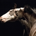Théâtre équestre Zingaro | Les Nuits de Fourvière
