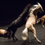 Théâtre équestre Zingaro | Les Nuits de Fourvière