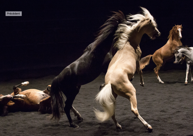 Théâtre équestre Zingaro | Les Nuits de Fourvière
