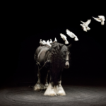 Théâtre équestre Zingaro | Les Nuits de Fourvière