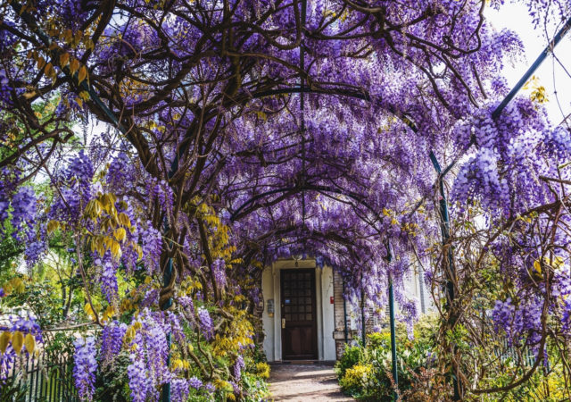 Festival ds Glycines du lundi 5 avril au dimanche 25 avril 2021