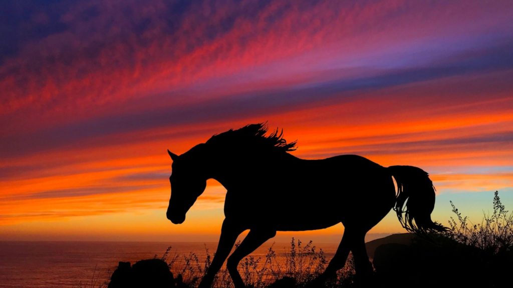 Equita Lyon | L'événement cheval de Lyon du 27 au 31 octobre 2021 à Eurexpo Lyon.
