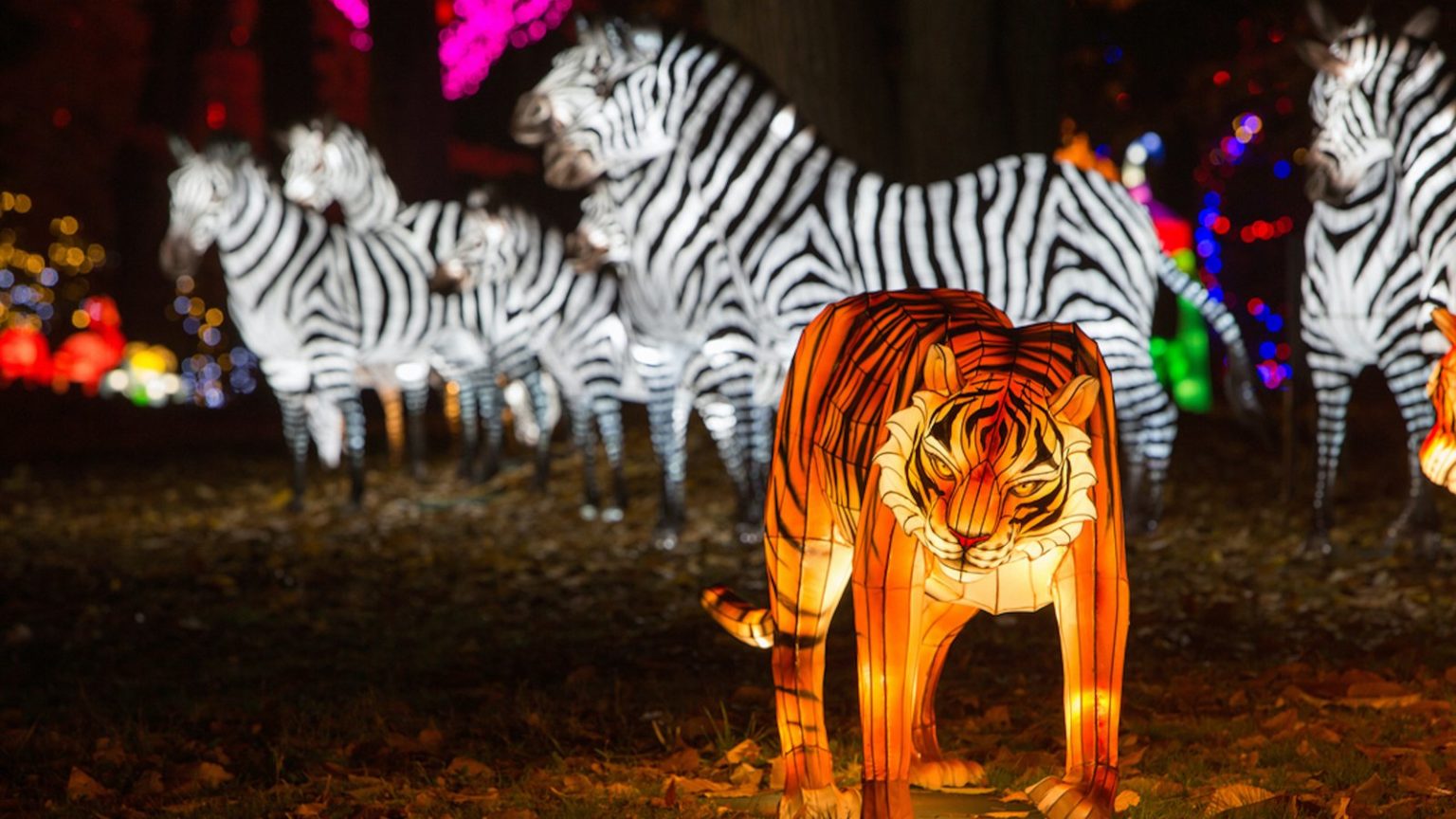 fete des lumieres safari de peaugres