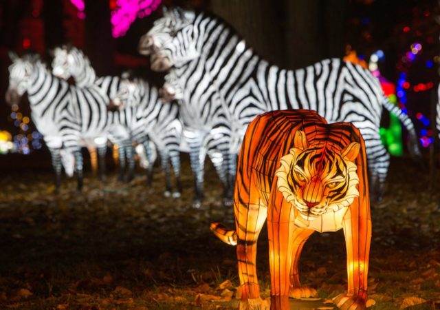 Festival des Lumières Sauvages au Safari de Peaugres, du 3 au 30 janvier 2022.