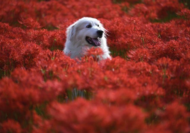 SPA de Lyon : grande journée de l'adoption samedi 22 janvier