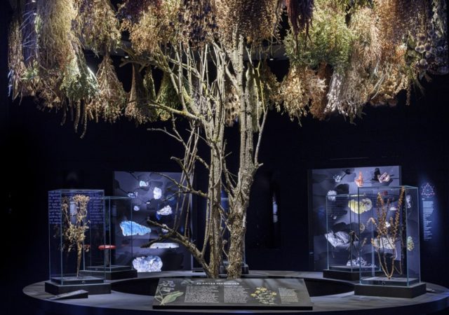 Nuit européenne des musées 2022 : nuit magique au Musée des Confluences à Lyon